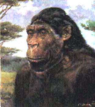 australopithecus robustus